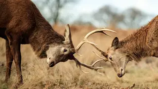 Two rutting deer lock antlers in Richmond Park