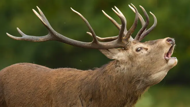 A red deer stag bellows during the breeding season in Richmond Park