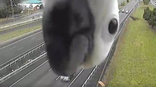 A cheeky cockatoo blocks a traffic camera in Queensland