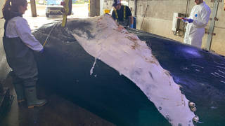 Hessy the Humpback was found dead last week after being struck by a boat