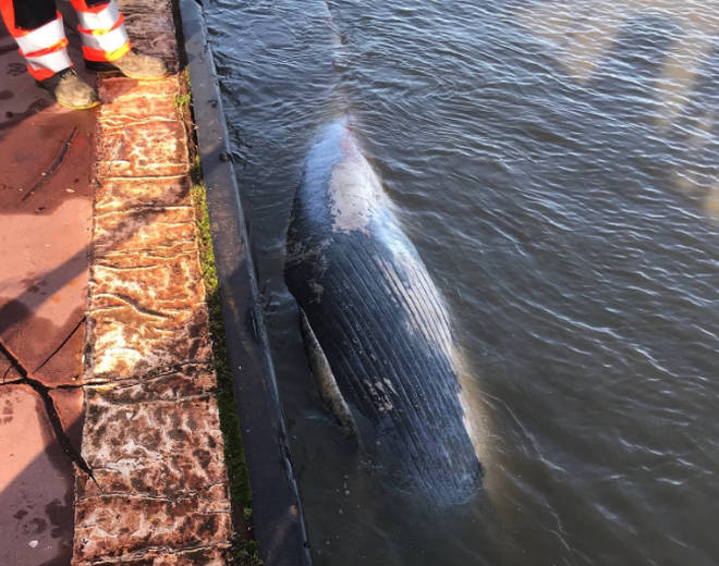 A whale has been found dead in the River Thames