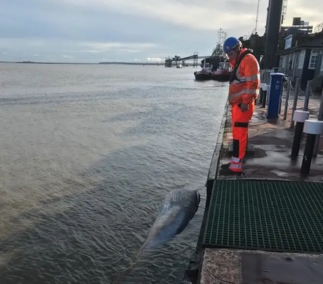 Another whale has been found dead in the River Thames