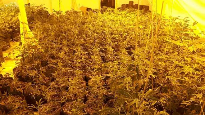 £2.5 million worth of cannabis plants were discovered