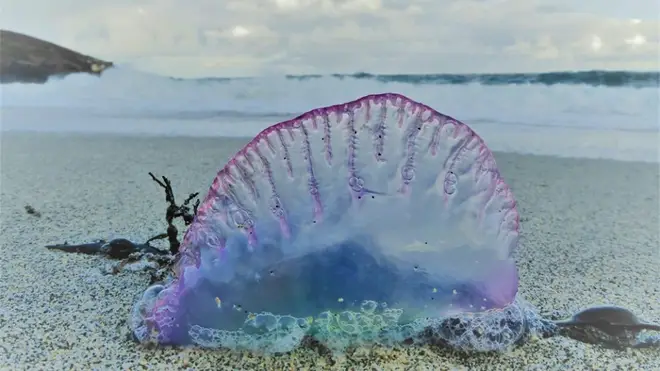 A Portuguese Man-O-War which has washed up