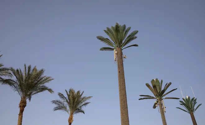 Palm trees in Sharm El Sheikh, Egypt.