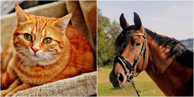Cats and horses are scared of fireworks too, the RSPCA says