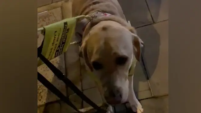 The guide dog was left 'shaking in fear' during the fireworks