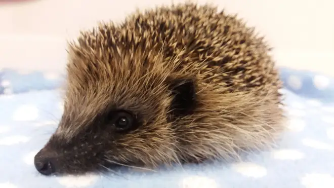 A hedgehog died after having a firework strapped to its head (File image)