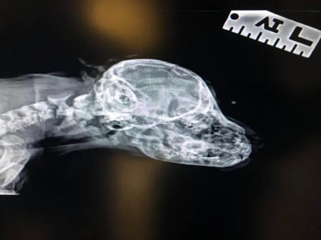 An X-Ray showed that the tail does not contain any bone