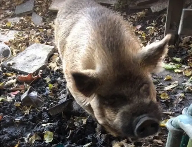 Pickle the pig was reportedly acting like a bit of a swine