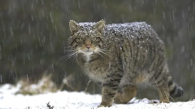 Wildcats are being released back into Scotland