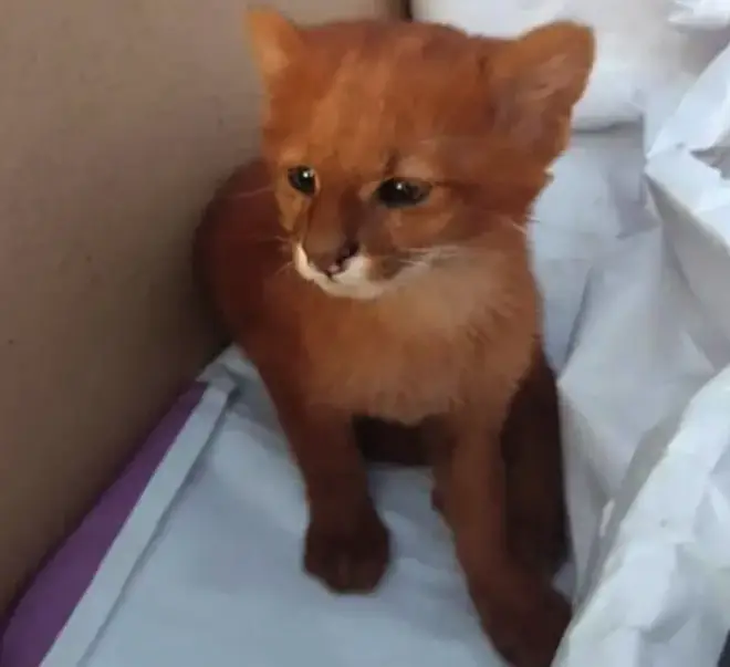 The abandoned kitten turned out to be a wild puma.
