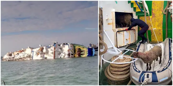 Animal rescuers are trying to recover survivors from an overturned cargo ship