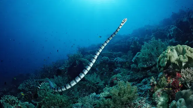 Black-banded sea snakes are found in waters in the Pacific Ocean